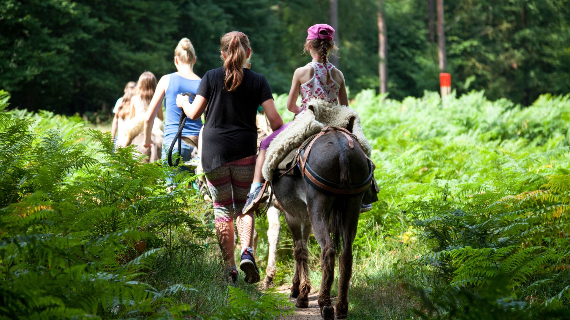 Donkey walk with children in the forest