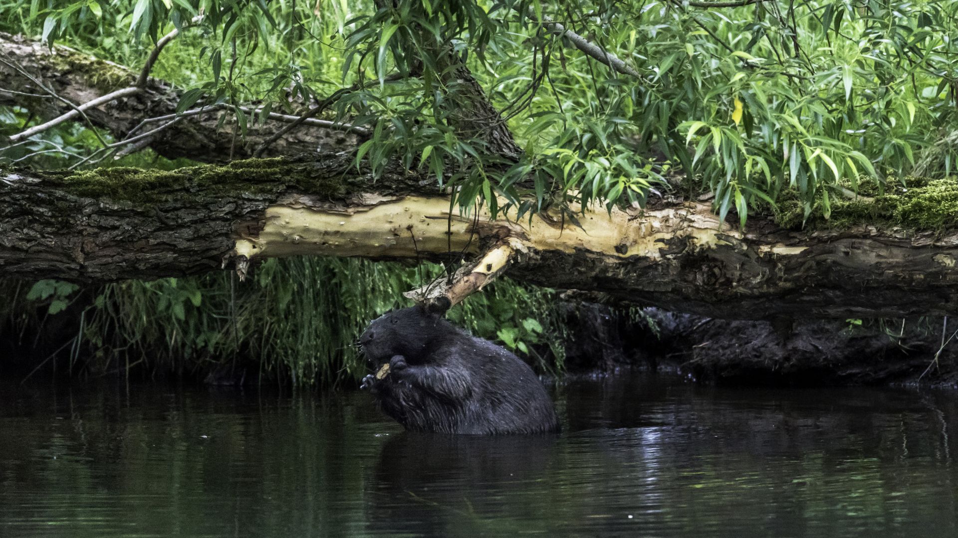 Spreewald: Biber nagt an einem Baum im Fluss