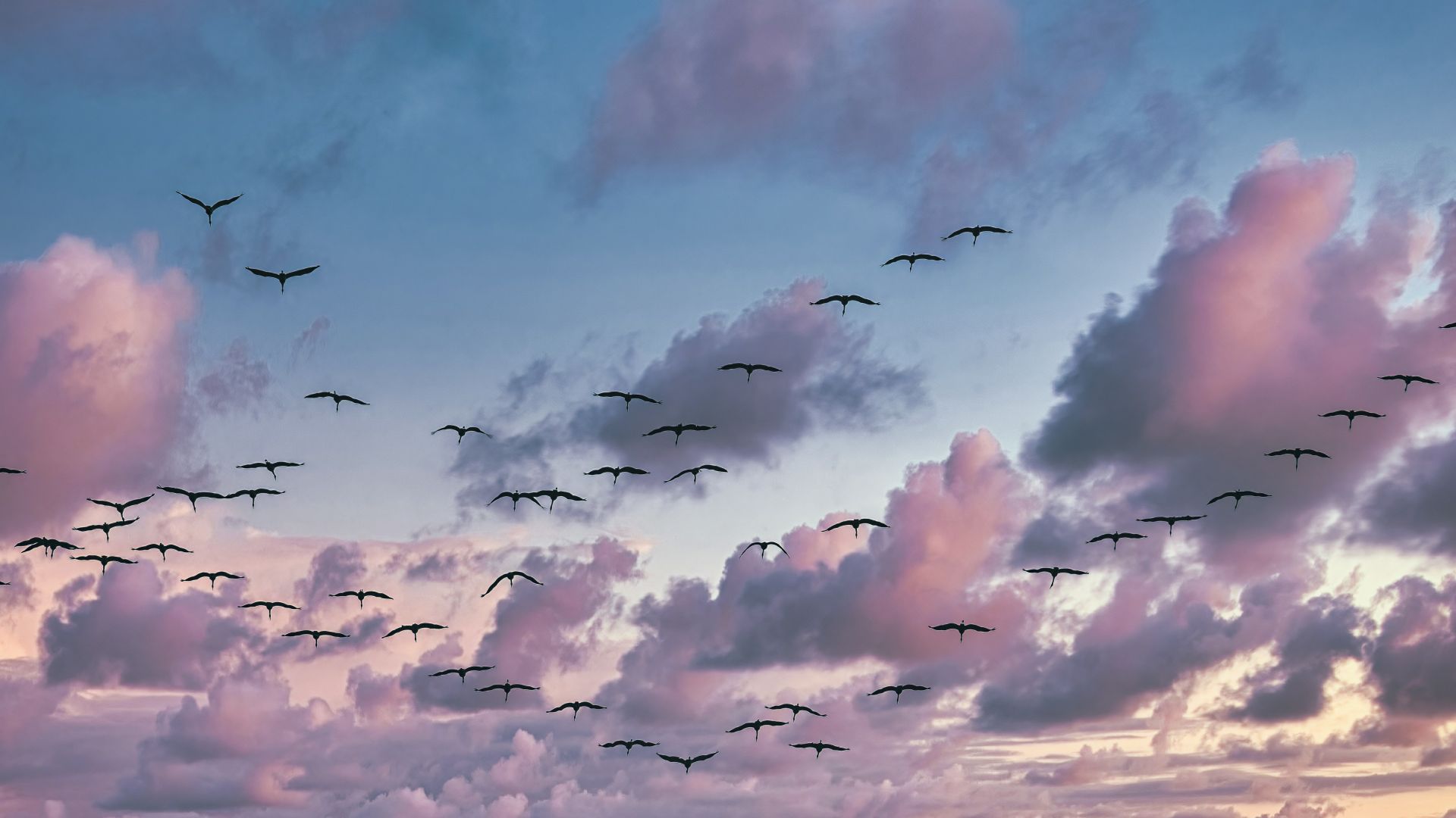 Linum: Zugvögel im Flug bei Sonnenuntergang