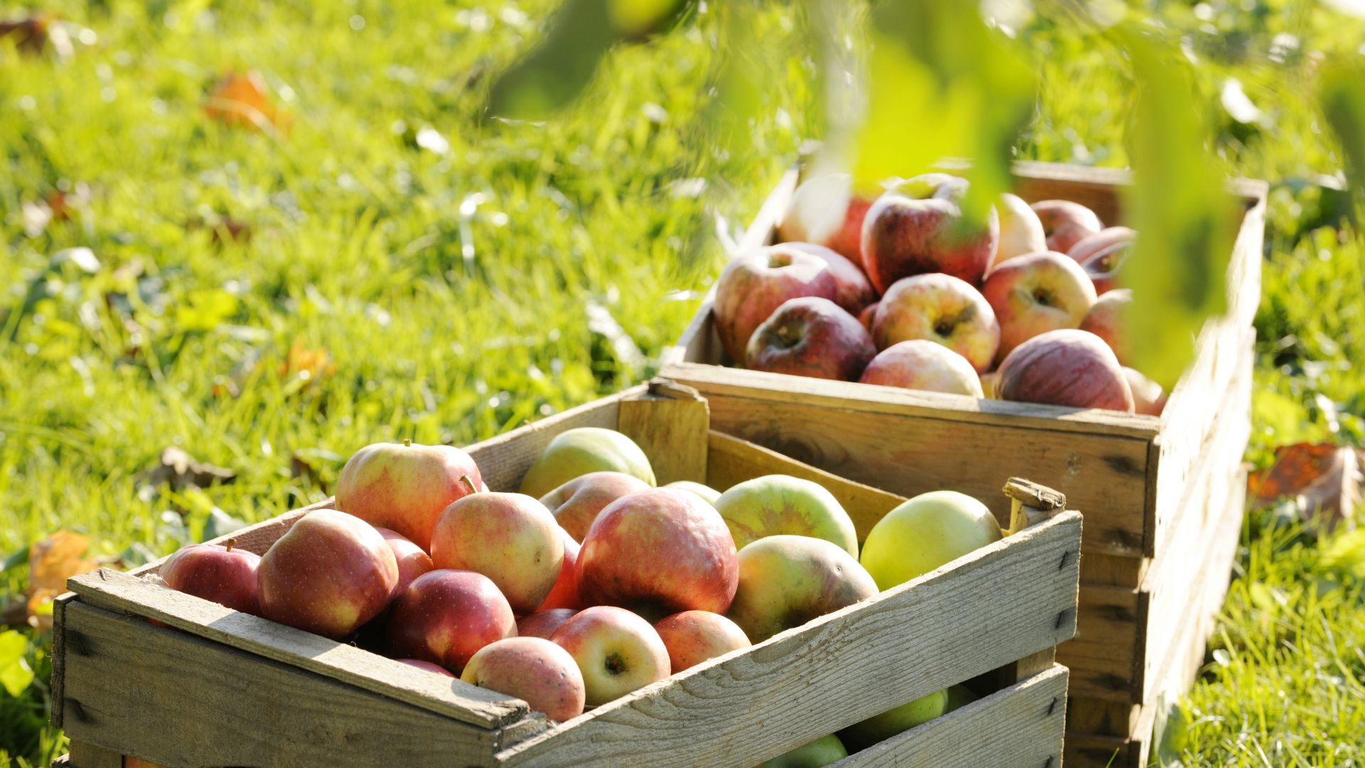 Chiemgau: caisses de pommes dans une ferme