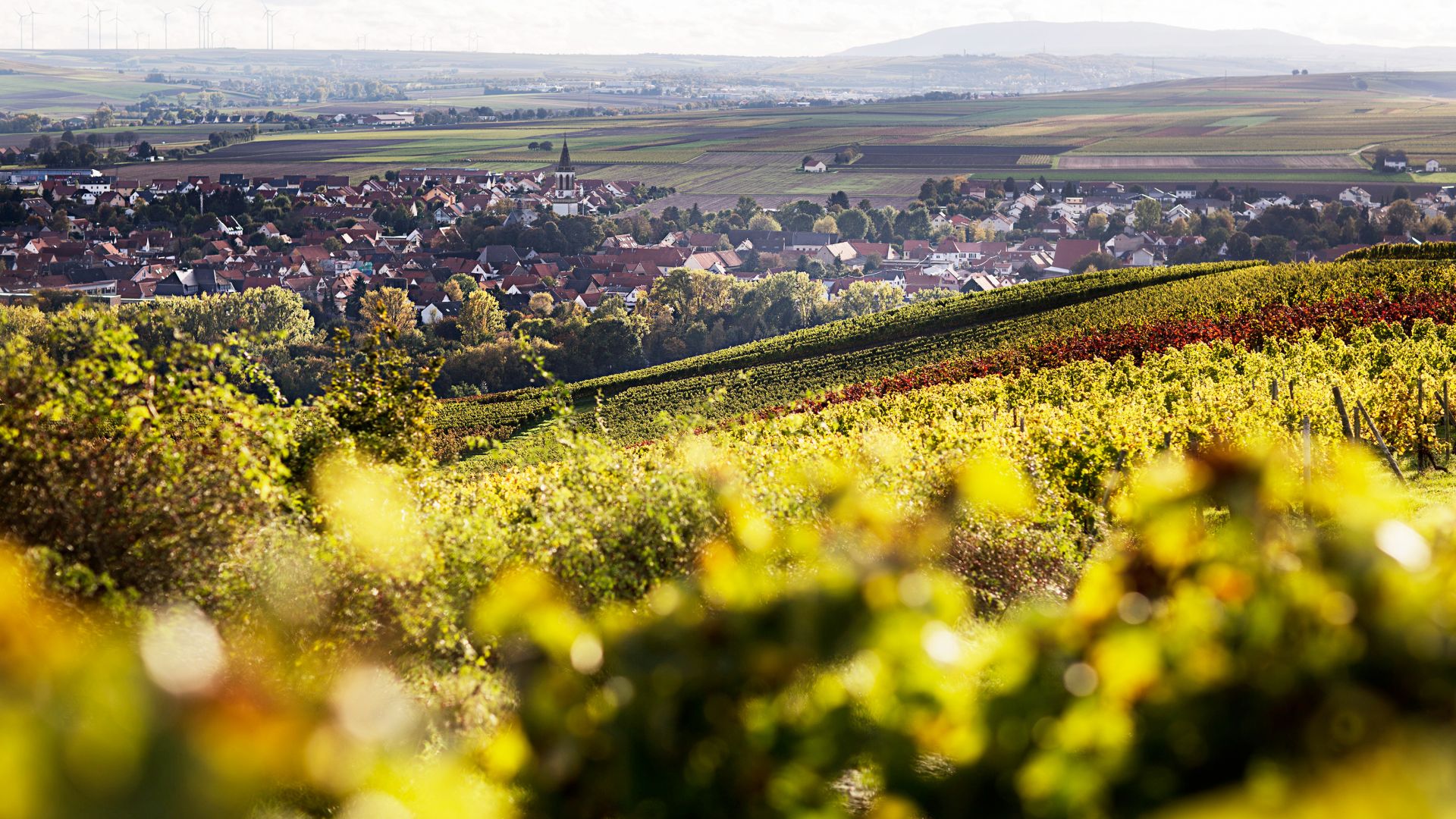 Bechtolsheim: Weinberge in der Weinregion Rheinhessen