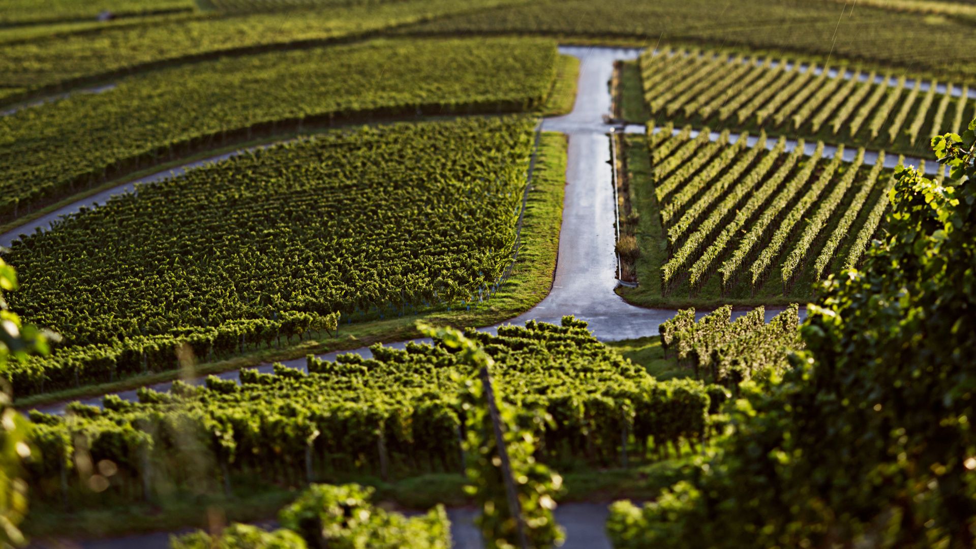 Weinregion Mosel: Weinberge