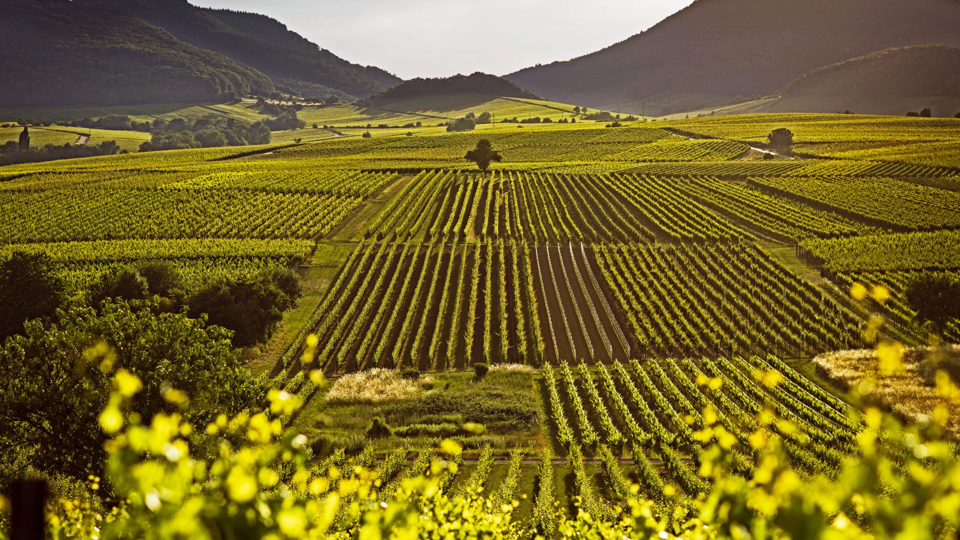 Palatinate wine region – view from Kalmitwingert vineyards in Ilbesheim