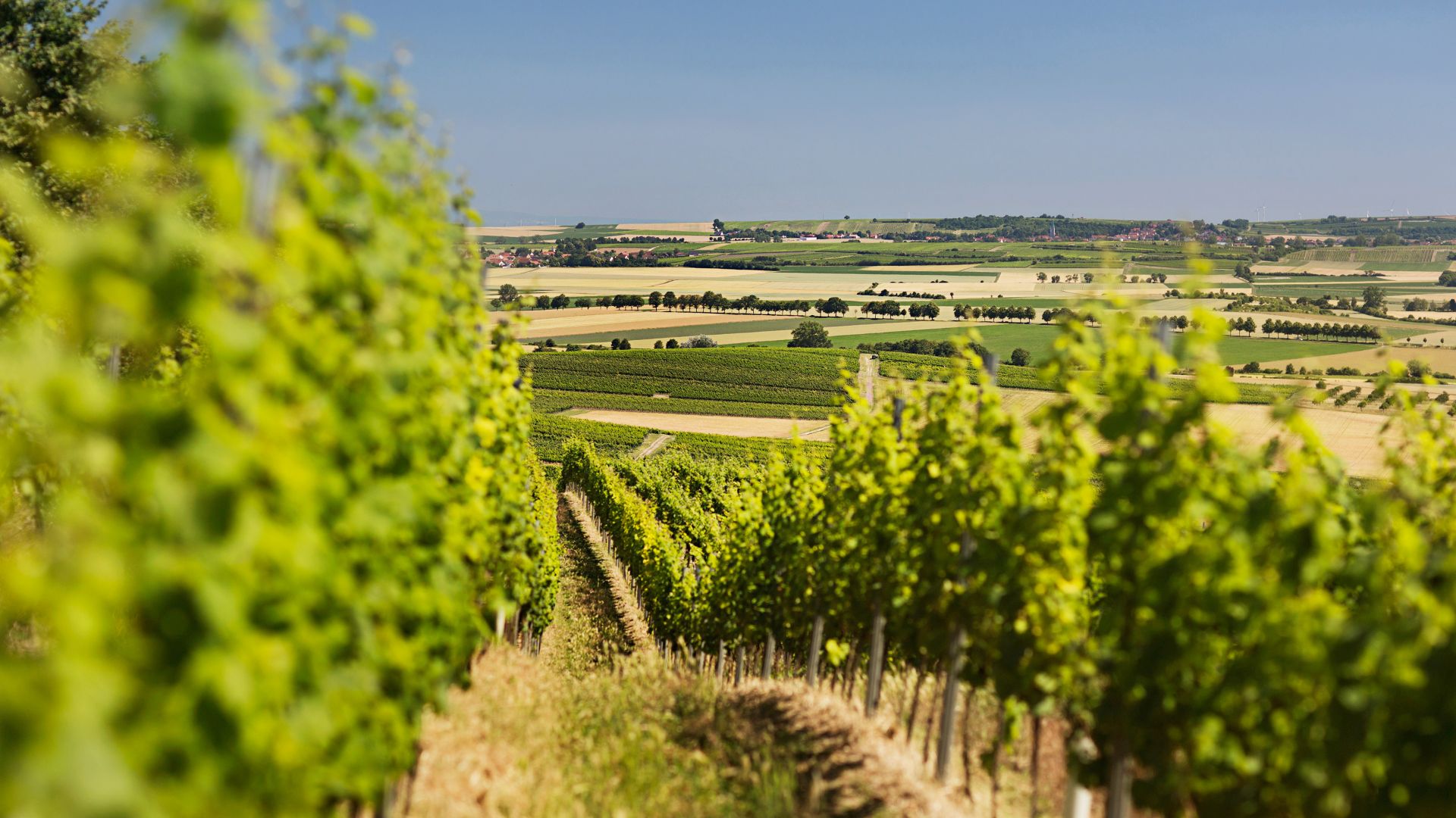 The wine-growing area Rheinhessen, Gau-Odernheim