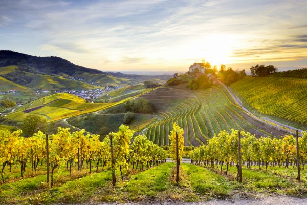 The evening sun bathes the vineyards of Weingut Markgraf von Baden in a warm light. Staufenberg Castle towers above the many rows of vines and the village of Durbach in the valley.
