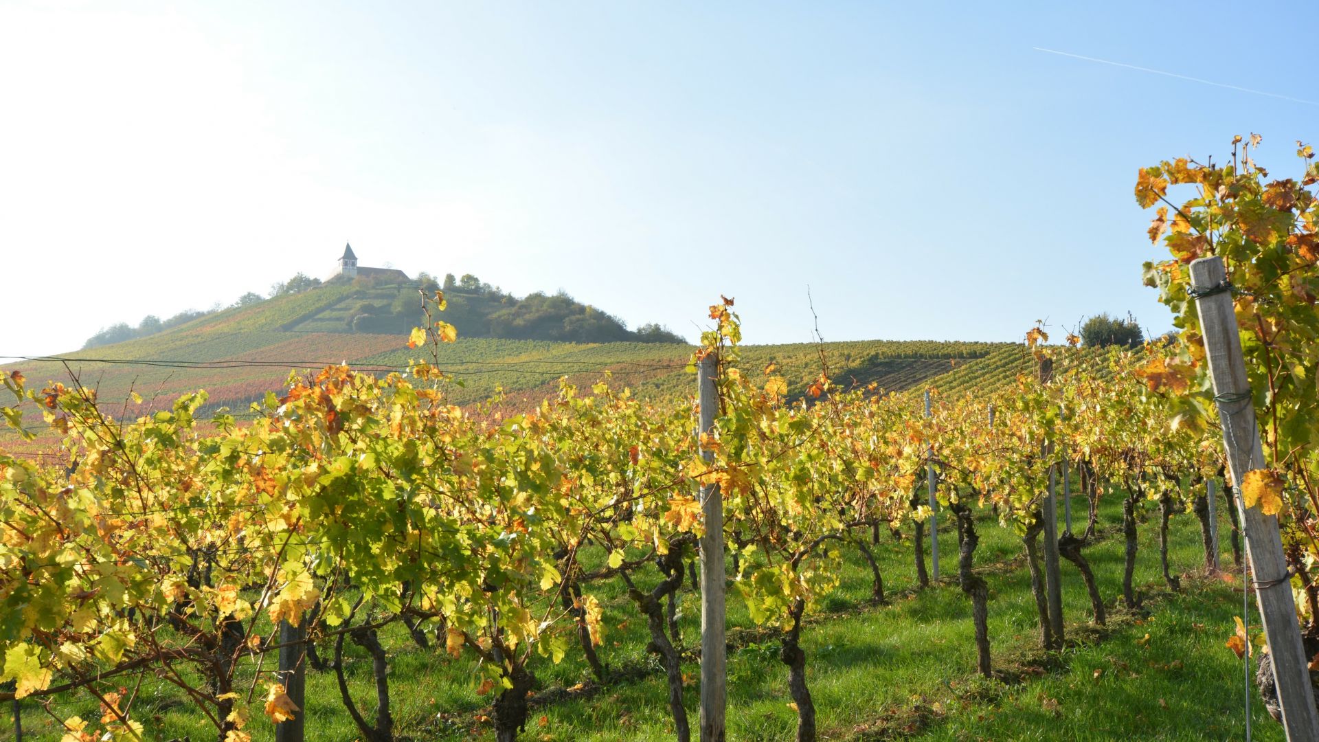 Cleebronn: Vignobles au coucher du soleil en automne sur le Michaelsberg