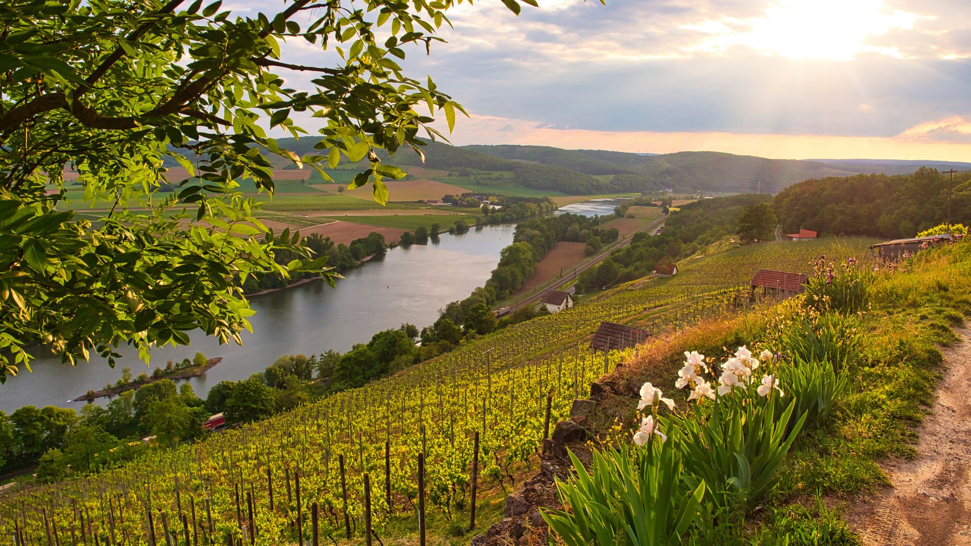 Main-Spessart: Vignobles en terrasses entre Gambach et Karlstadt dans la réserve naturelle de Grainberg-Kalbenstein