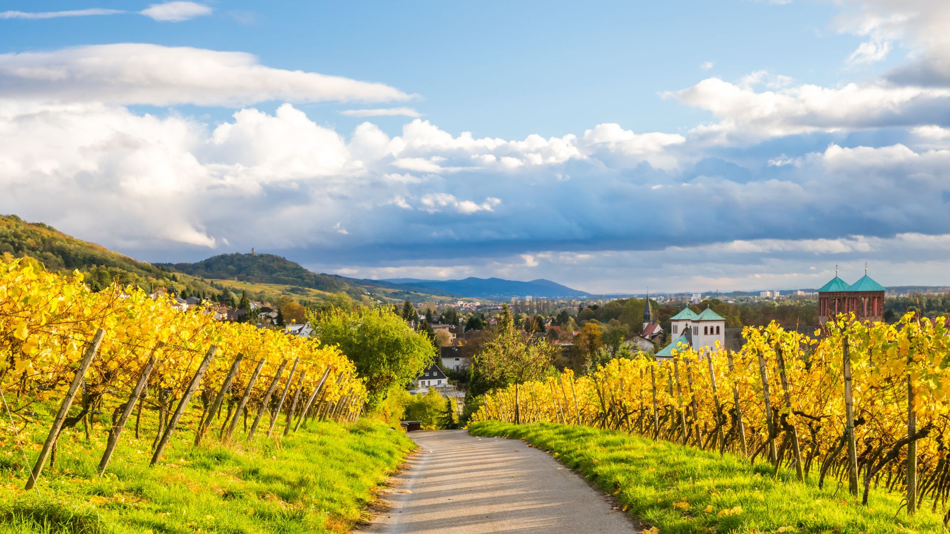 Bensheim: Weinreben im Herbst an der Hessischen Bergstraße