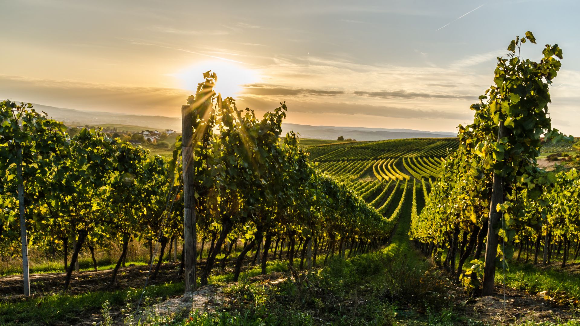 Horrweiler: Vineyard in the sunlight in Rheinhessen near Horrweiler