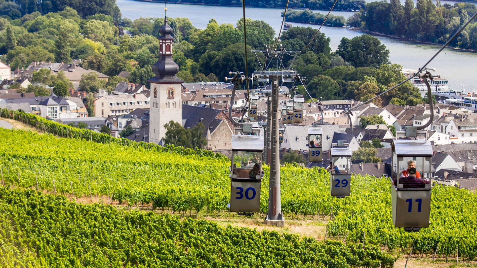 Seilbahnen fahren über einen Weinberg in Rüdesheim am Rhein. Im Hintergrund fließt der Rhein an bewaldeten Flächen vorbei.