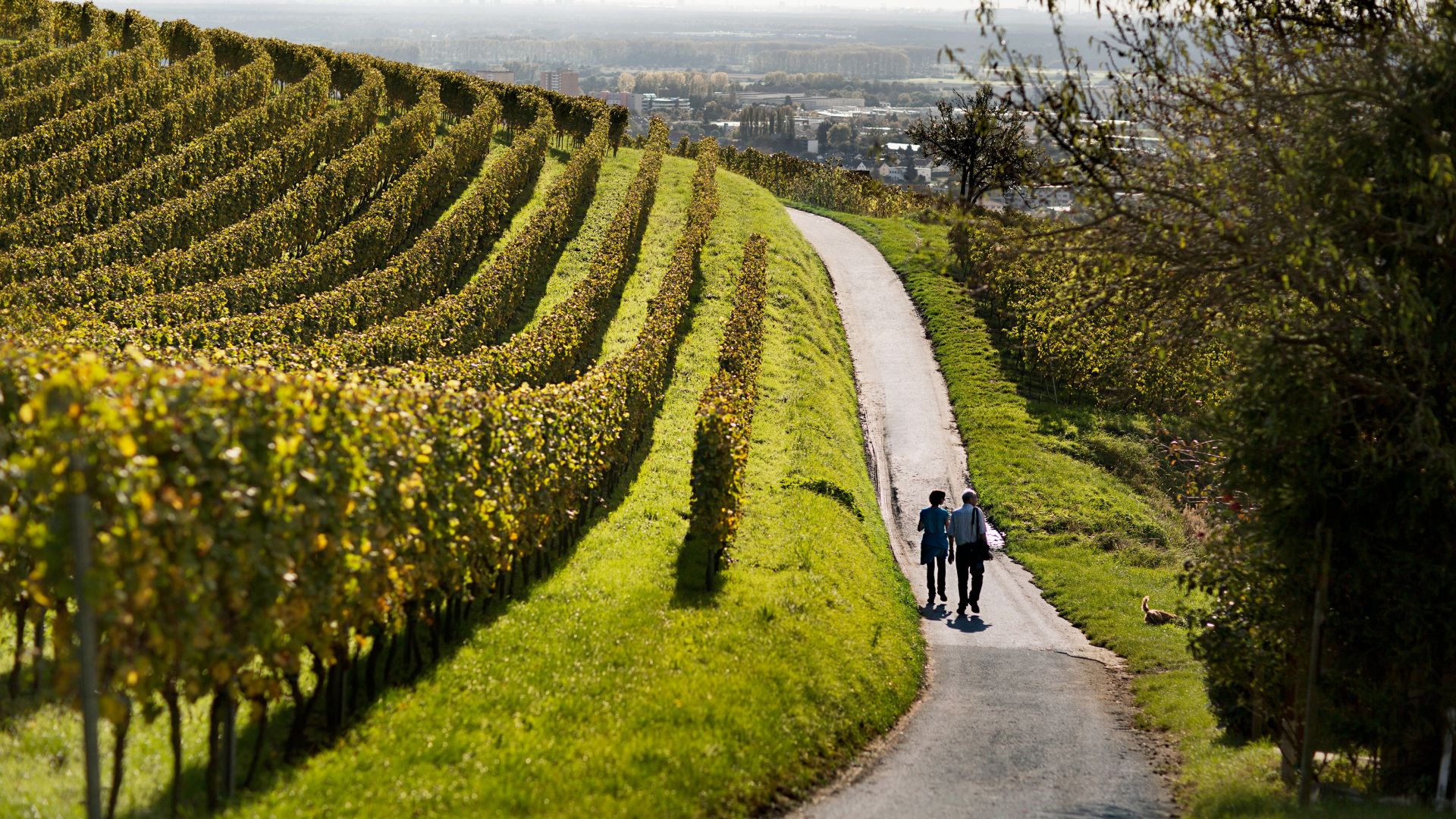 Bensheim-Auerbach: Herbst in der Weinregion Hessische Bergstraße