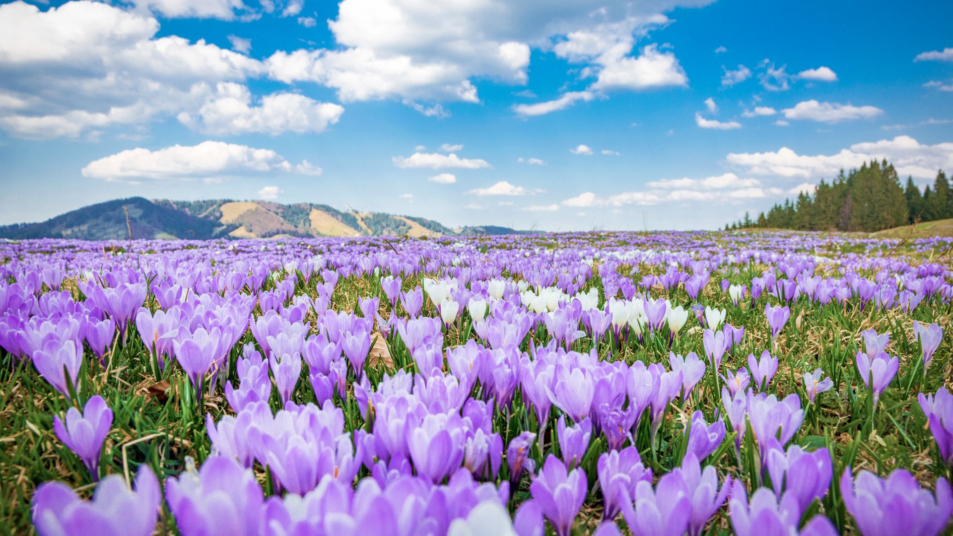 Spring meadow full of crocuses with mountains in the background