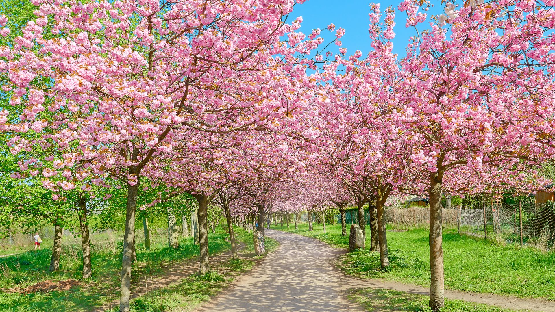 Ein Fußweg führt unter blühenden Kirschblütenbäumen hindurch, die üppig rosa blühen. Links und rechts des Weges ist grüne Wiese erkennbar, darüber strahlt ein klarer blauer Himmel. Kein Point of Interest oder Stadtname erkennbar.