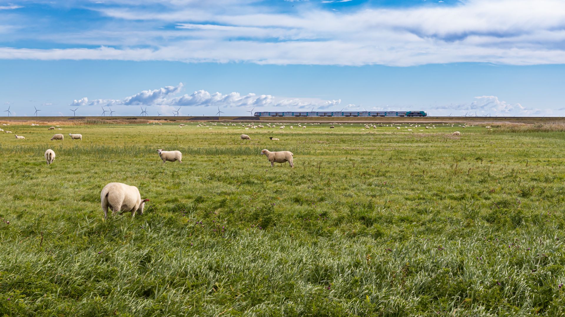 Morsum : des moutons dans une prairie de marais et en arrière-plan un train sur la digue Hindenburg