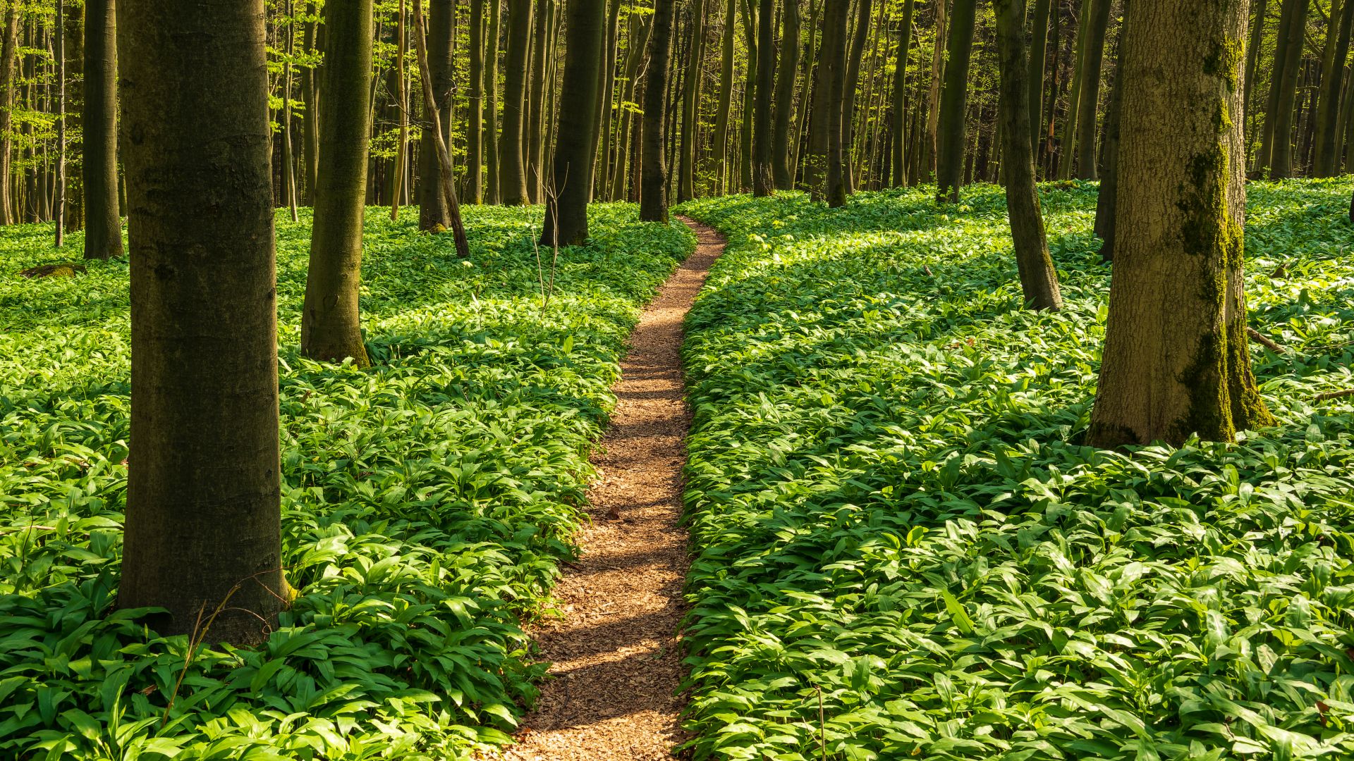 de la ville de Holzminden : Forêt sur le sentier de randonnée Ith Hils Weg