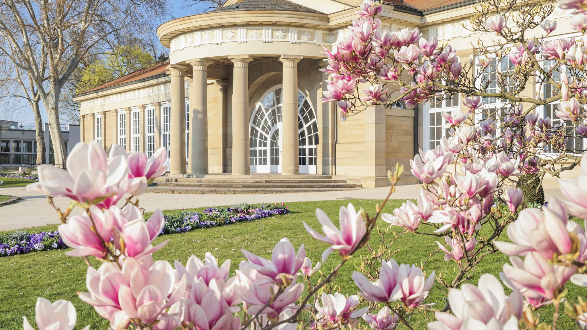 The classicist Kurhaus in Bad Cannstatt. Magnolia trees in bloom in the foreground. Manicured lawns and flowerbeds stretch out in front of the building.