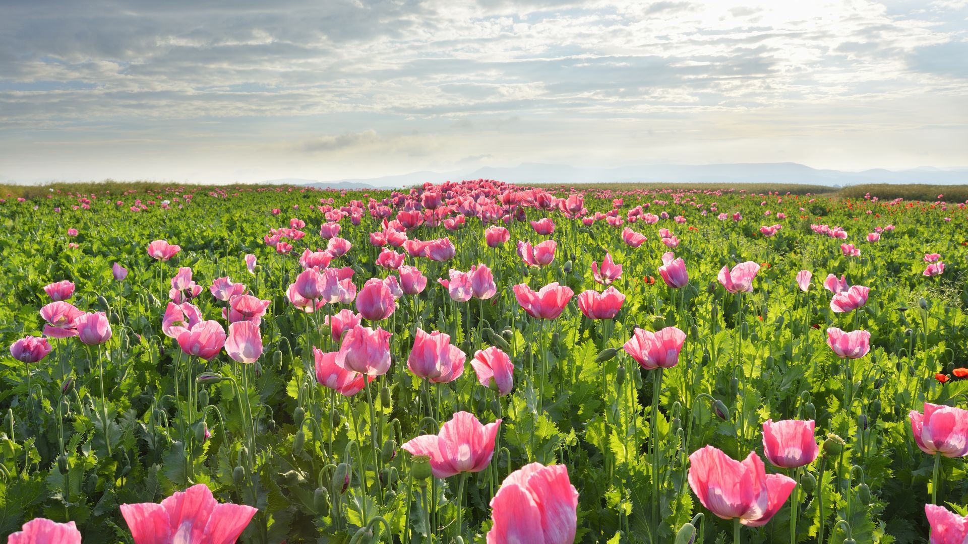 Meißner: Poppy fields in bloom on the Hohe Meißner in Germerode