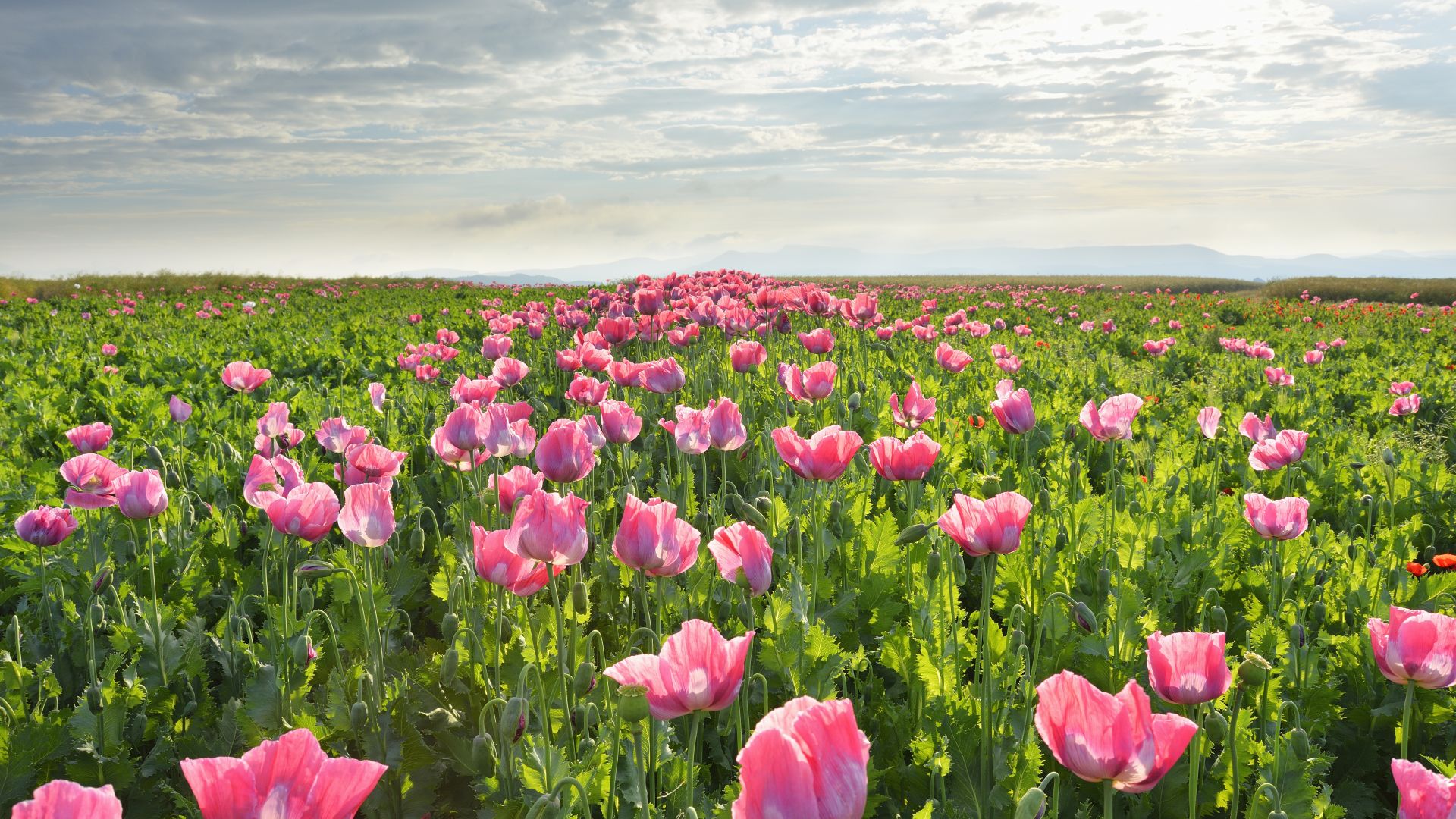 Meißner : Champs de coquelicots en fleurs sur le Hoher Meißner à Germerode