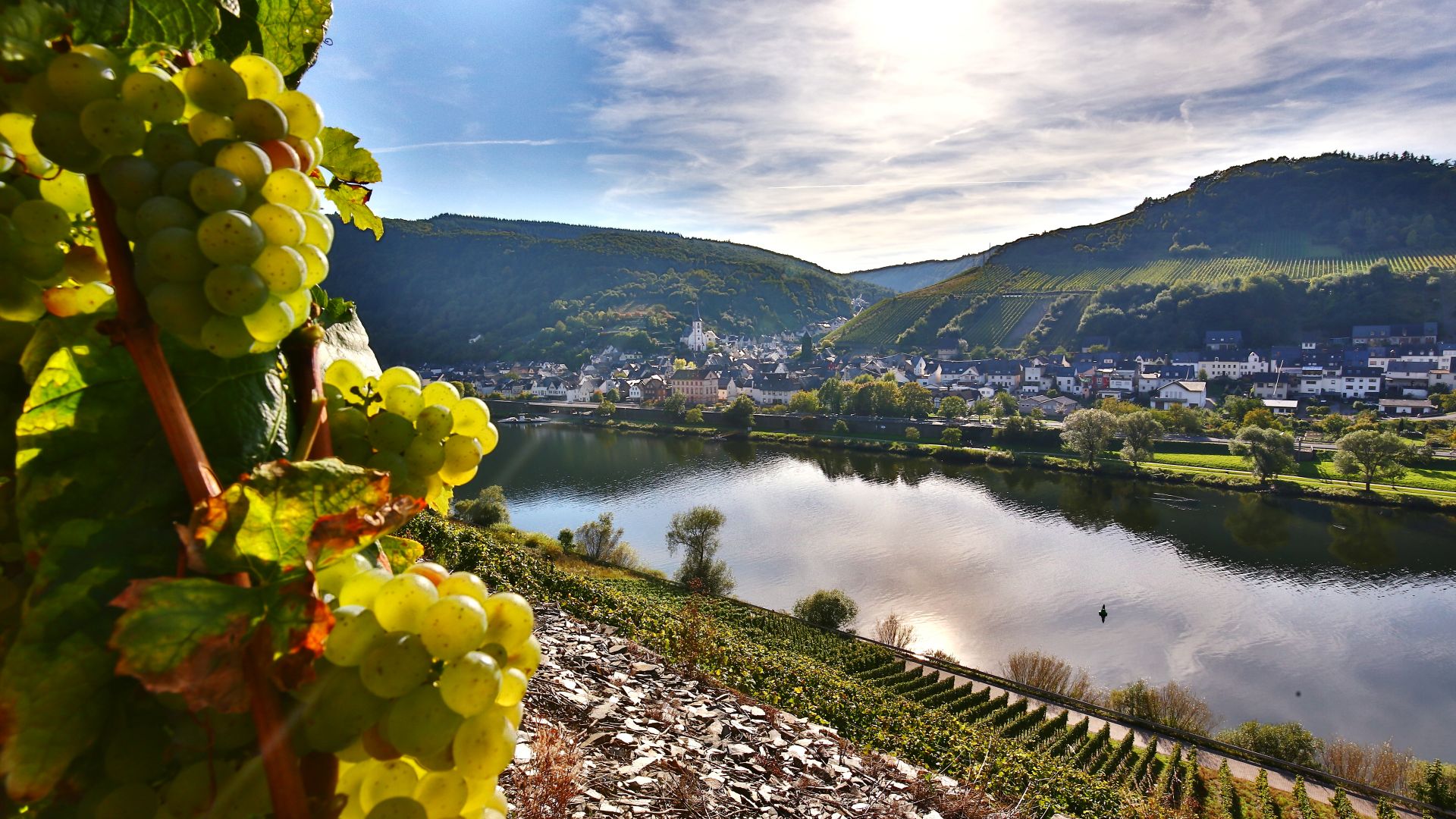 Briedel: Rieslingtrauben in den Weinbergen im Moseltal