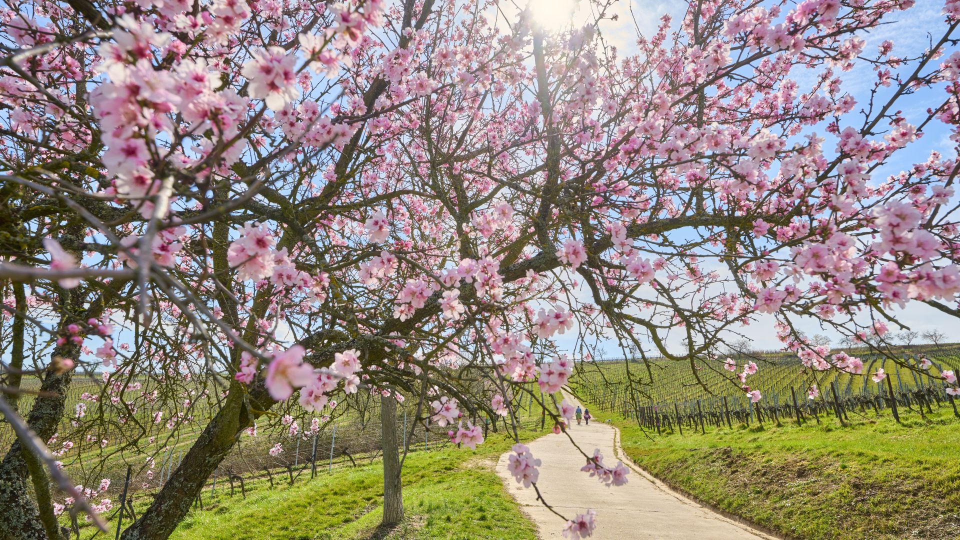 Mandelbäume mit rosa Blüten stehen an einem Weg in Birkweiler, der zu grünen Weinbergen führt.
