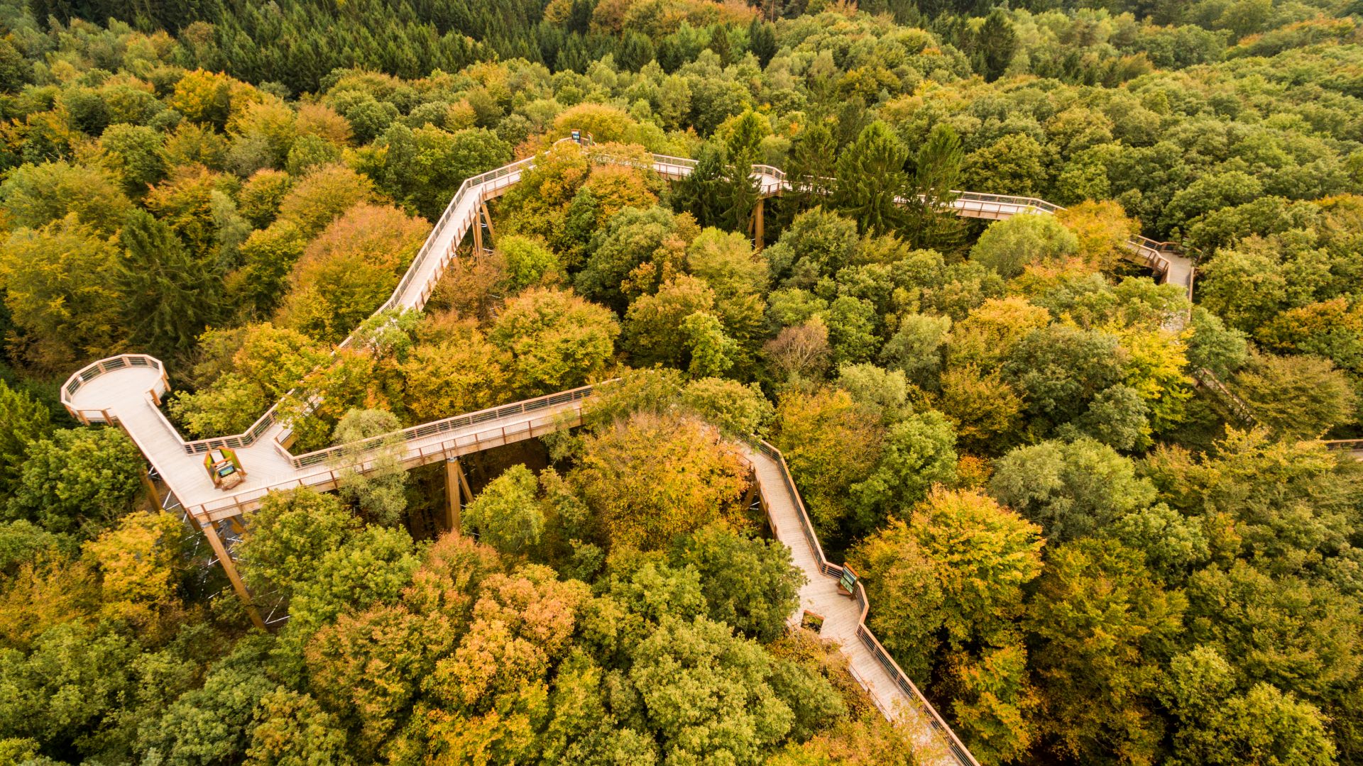 Luftaufnahme des Baumwipfelpfads Panarbora umgeben von Wald