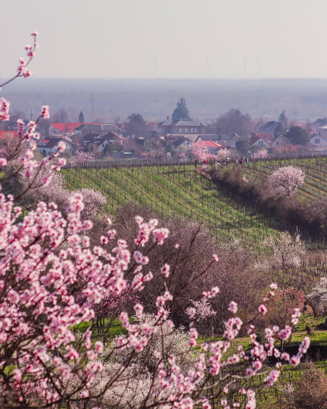 Fleur d'amandier en Rhénanie-Palatinat