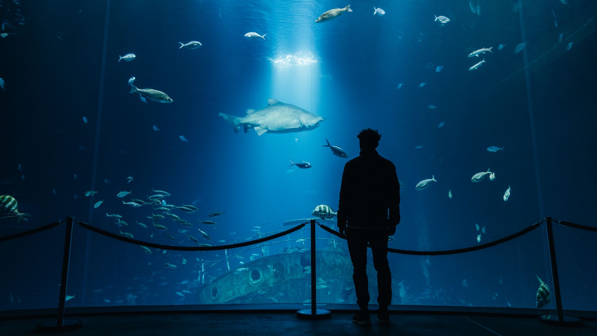 Chemin côtier de la mer Baltique : OZEANEUM Stralsund