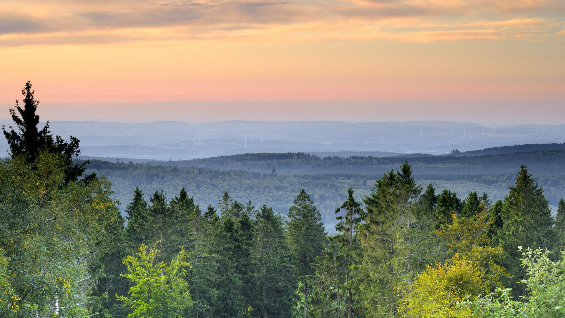 Green trees and wooded hills in the Hunsrück-Hochwald National Park stretch out to the horizon in a soft light