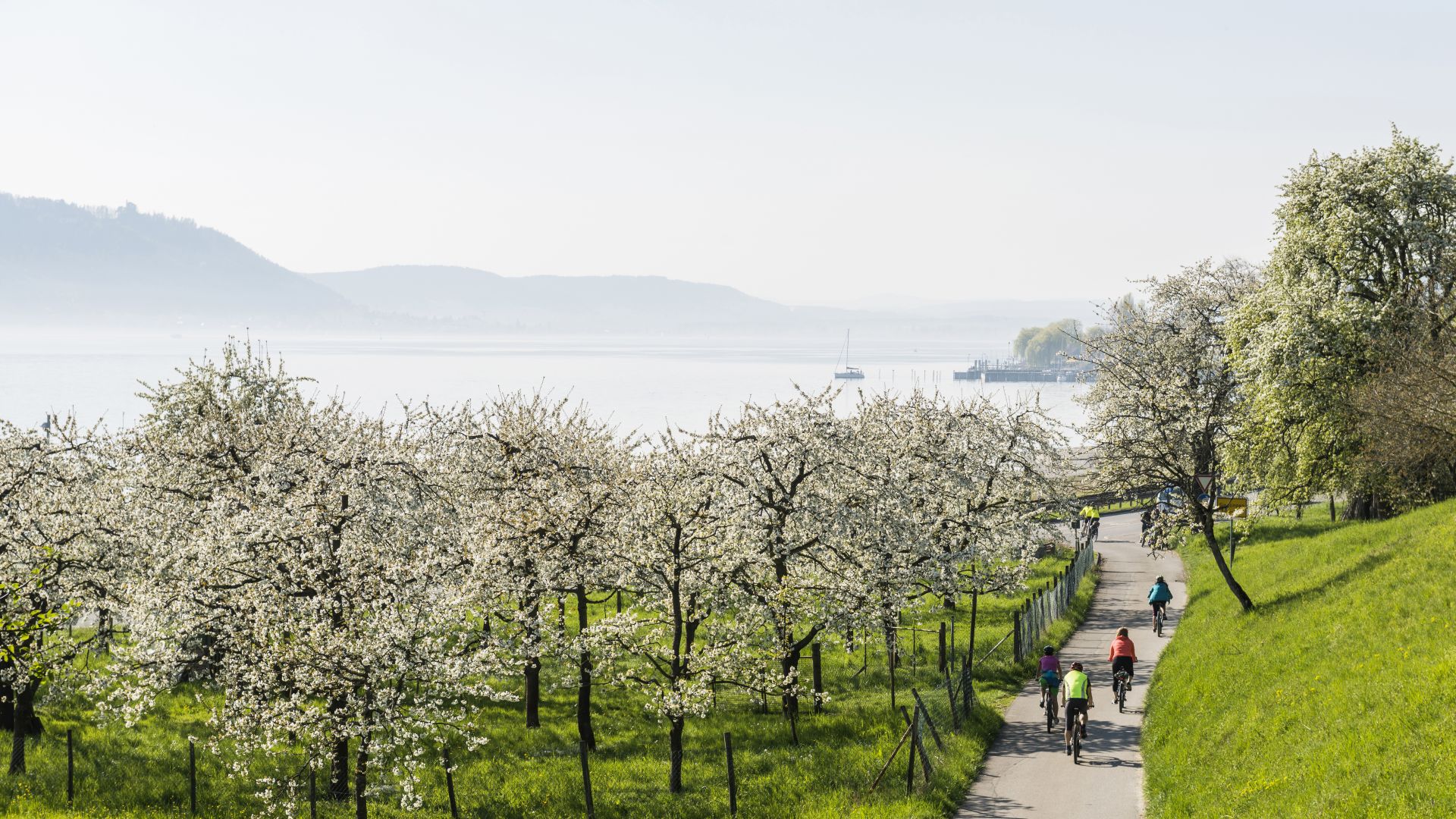 Sipplingen: Cycling through through flowering orchards at Lake Constance