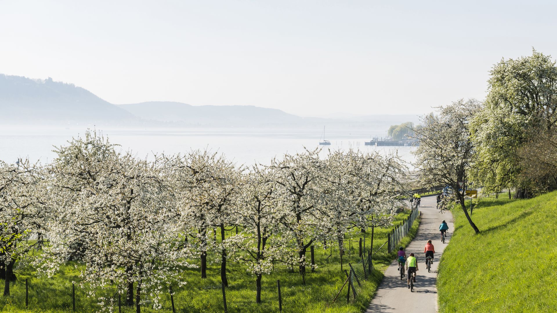 Sipplingen: Radtour durch die Obstbaumblüte am Bodensee