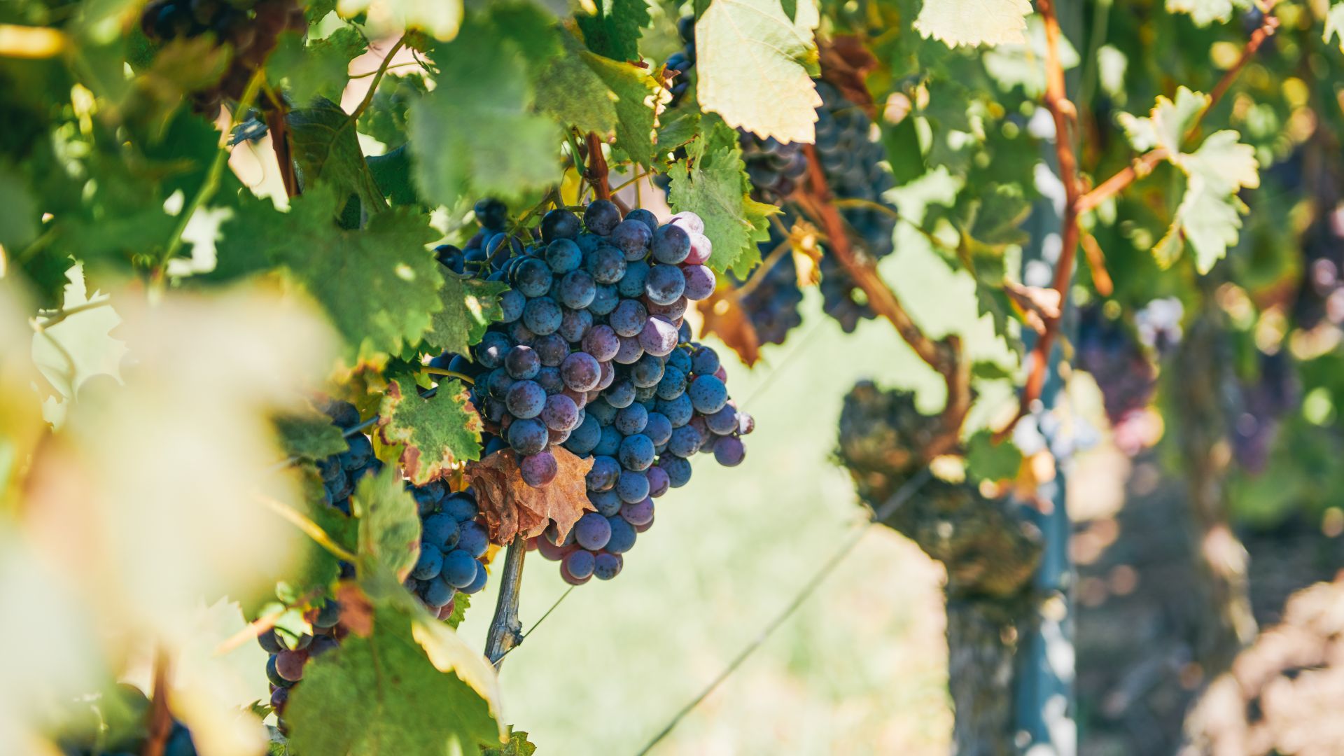 Stuttgart: Steepslope winegrowing area in the Neckar valley