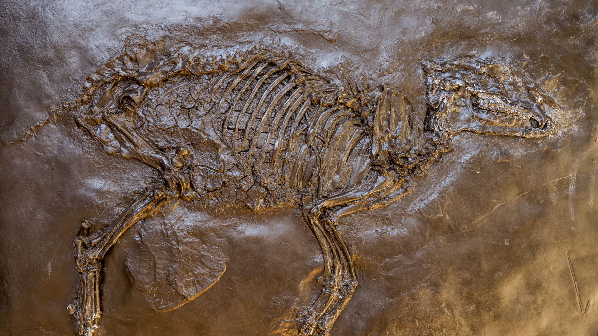 Well-preserved fossil in the UNESCO World Heritage Site Messel Pit