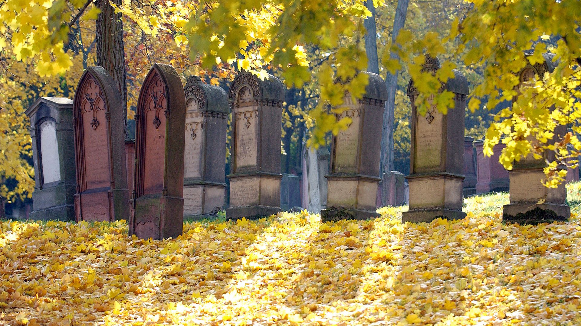 Grabsteine stehen auf dem ältesten jüdischen Friedhof Europas, 'Judensand' in Mainz. Der Boden ist von gelben Blättern bedeckt.