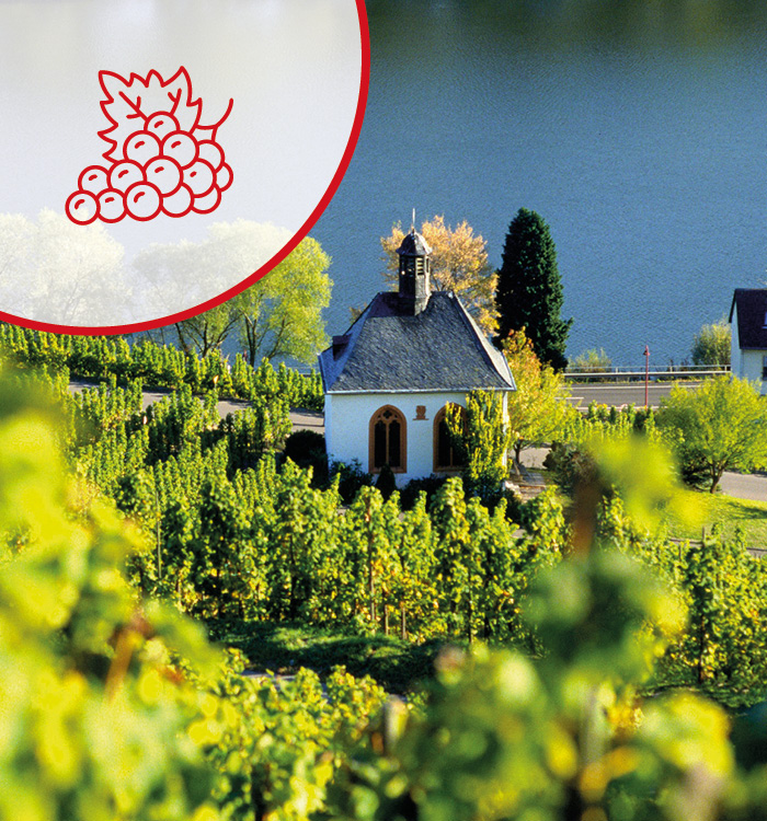 Kröv: Kappelle am Weinberg in der Weinregion Mosel
