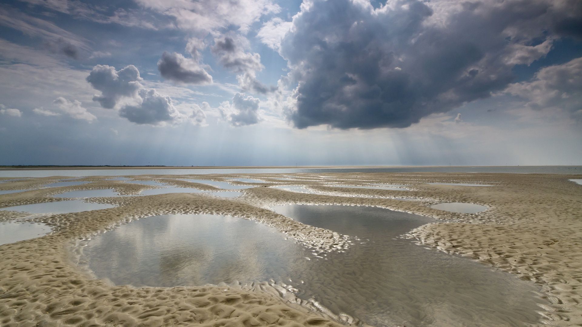 Parc national Schleswig-Holsteinisches Wattenmeer: Tümlauer Bucht; Naturhighlight 2016