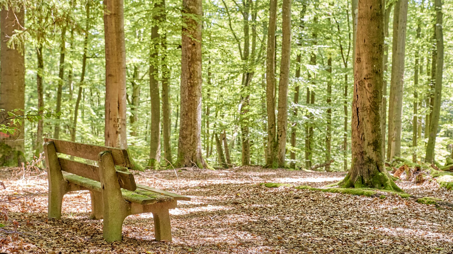 Eine Holzbank steht auf einem mit Blättern bedeckten Waldboden. Hohe Bäume mit grünem Laub umgeben den Bereich und spenden Schatten und eine natürliche Umgebung. Lichtstrahlen dringen durch die Blätter und beleuchten den Boden.