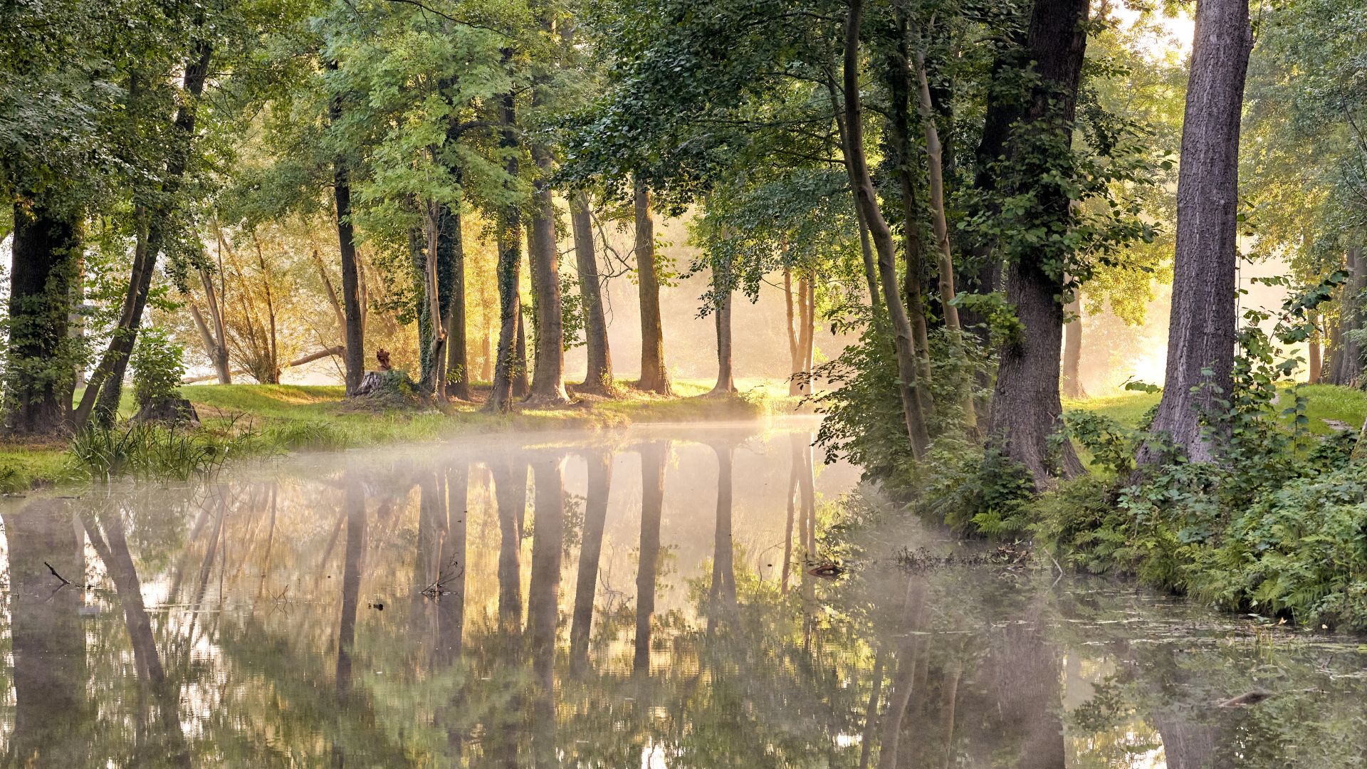 Spreewald: Reflexionen von Bäumen und Sonne in der Spree bei leichtem Nebel