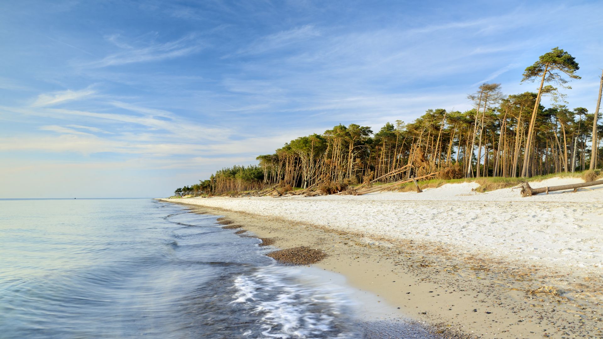 White sandy beach on the Baltic Sea in Prerow with pine trees along the coastline