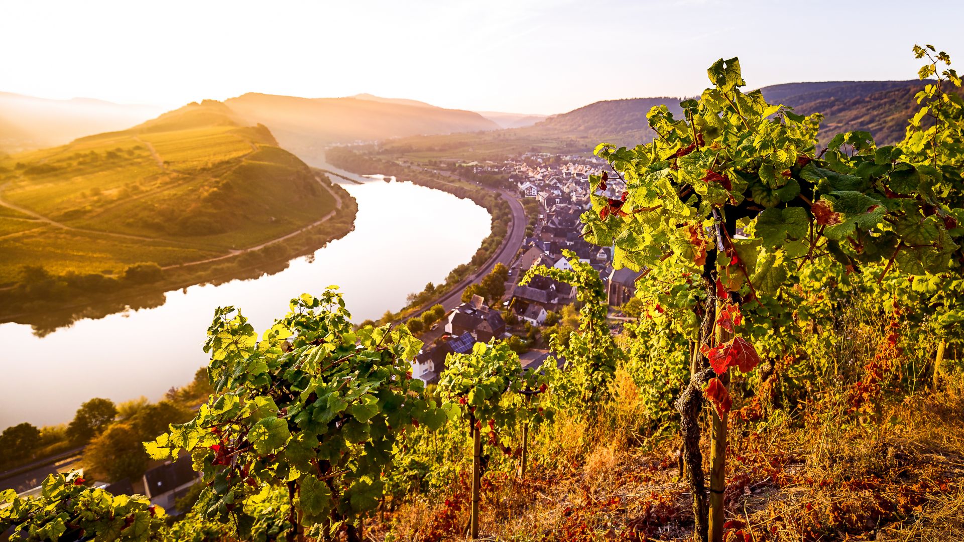 Bremm: Sonnenaufgang über den Weinbergen an der Moselschleife