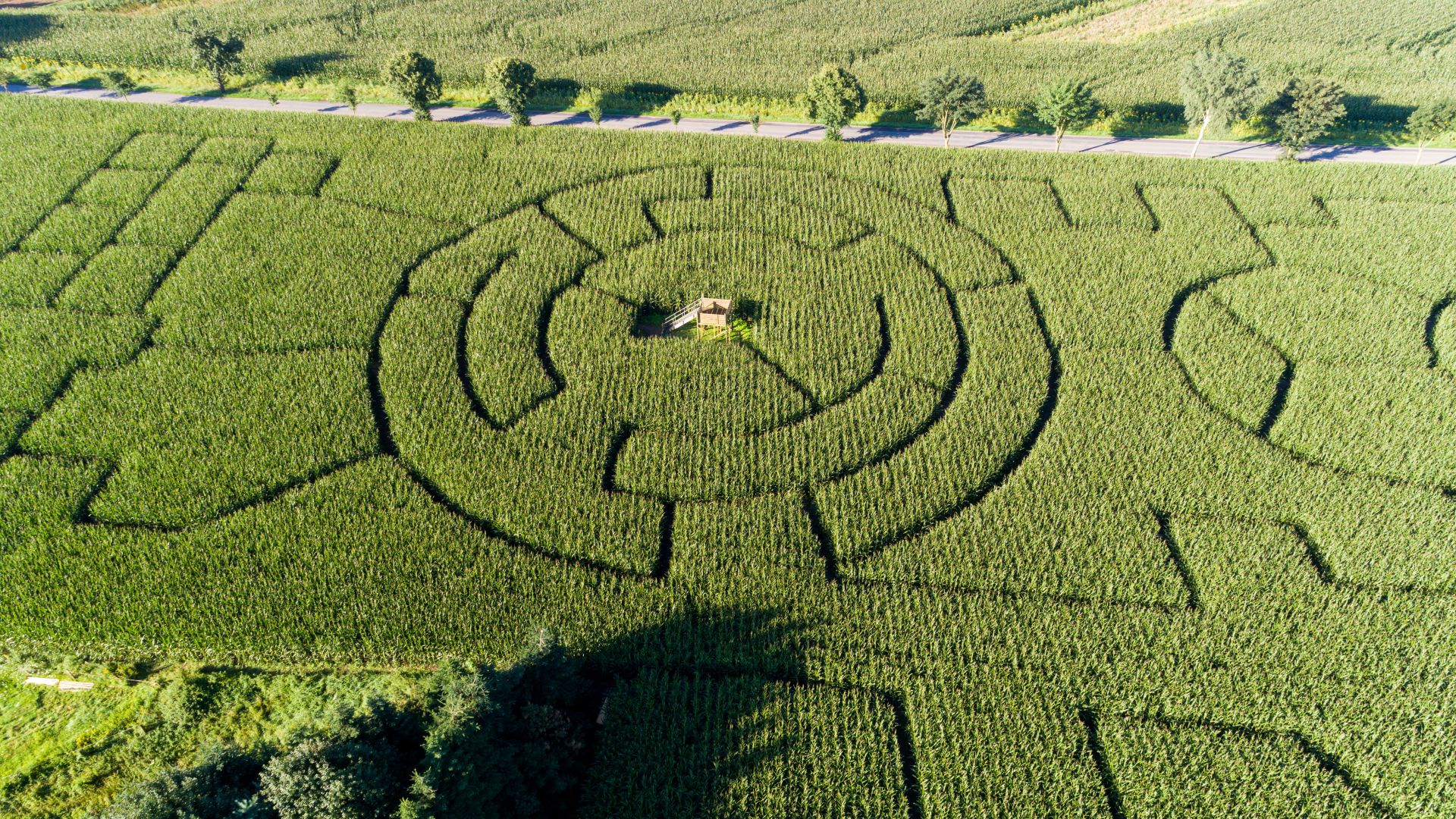 Maislabyrinth