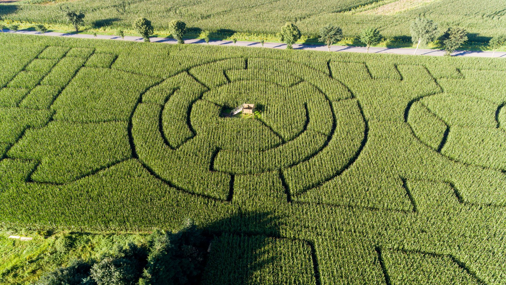 Labyrinthe de maïs