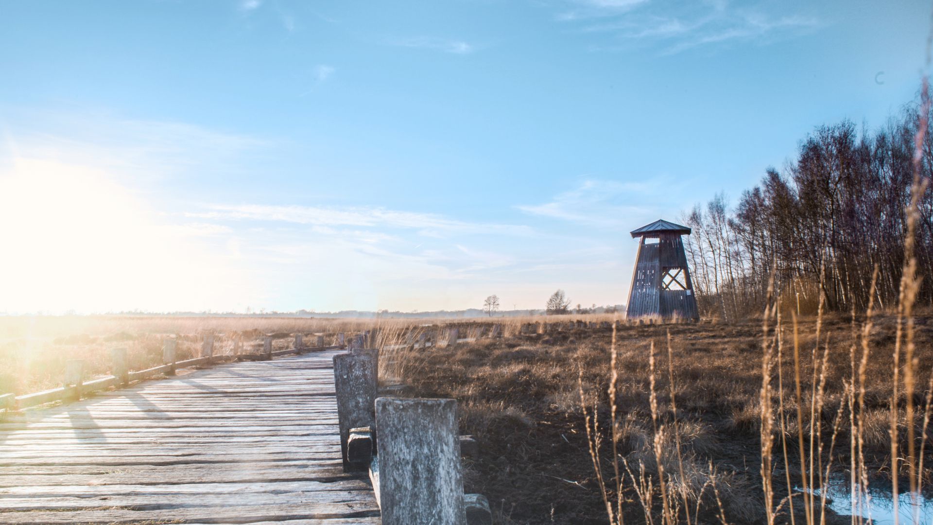 Lübbecke: Naturschutzgebiet Großes Torfmoor zwischen Lübbecke und Hille