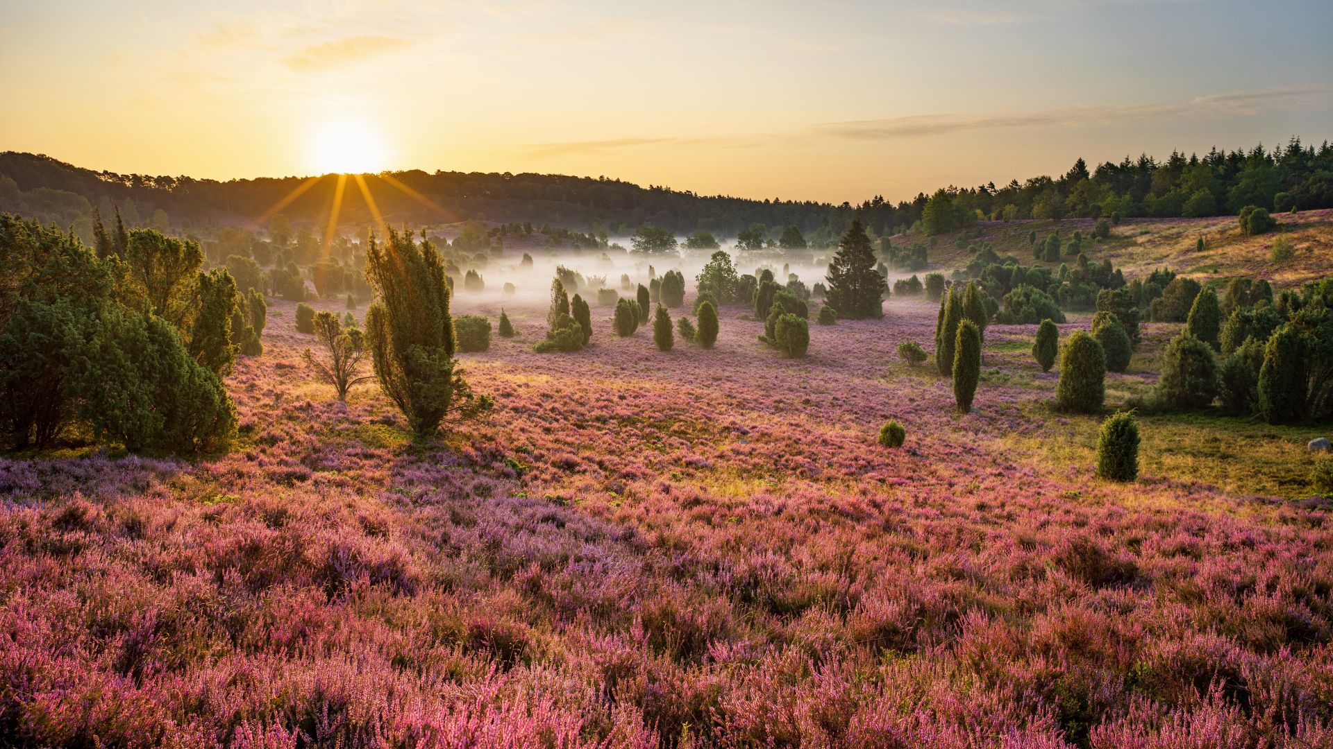Amanecer en Totengrund, en el brezal de Luneburgo