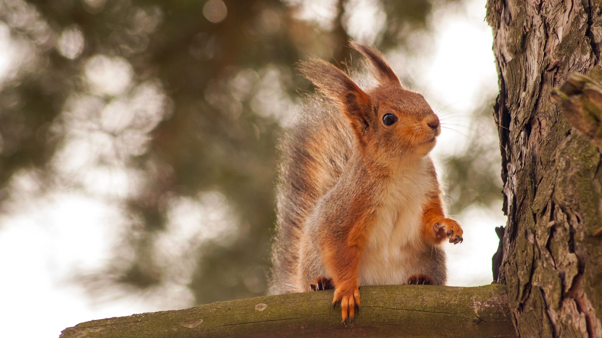Astounding The German Animal World Germany Travel