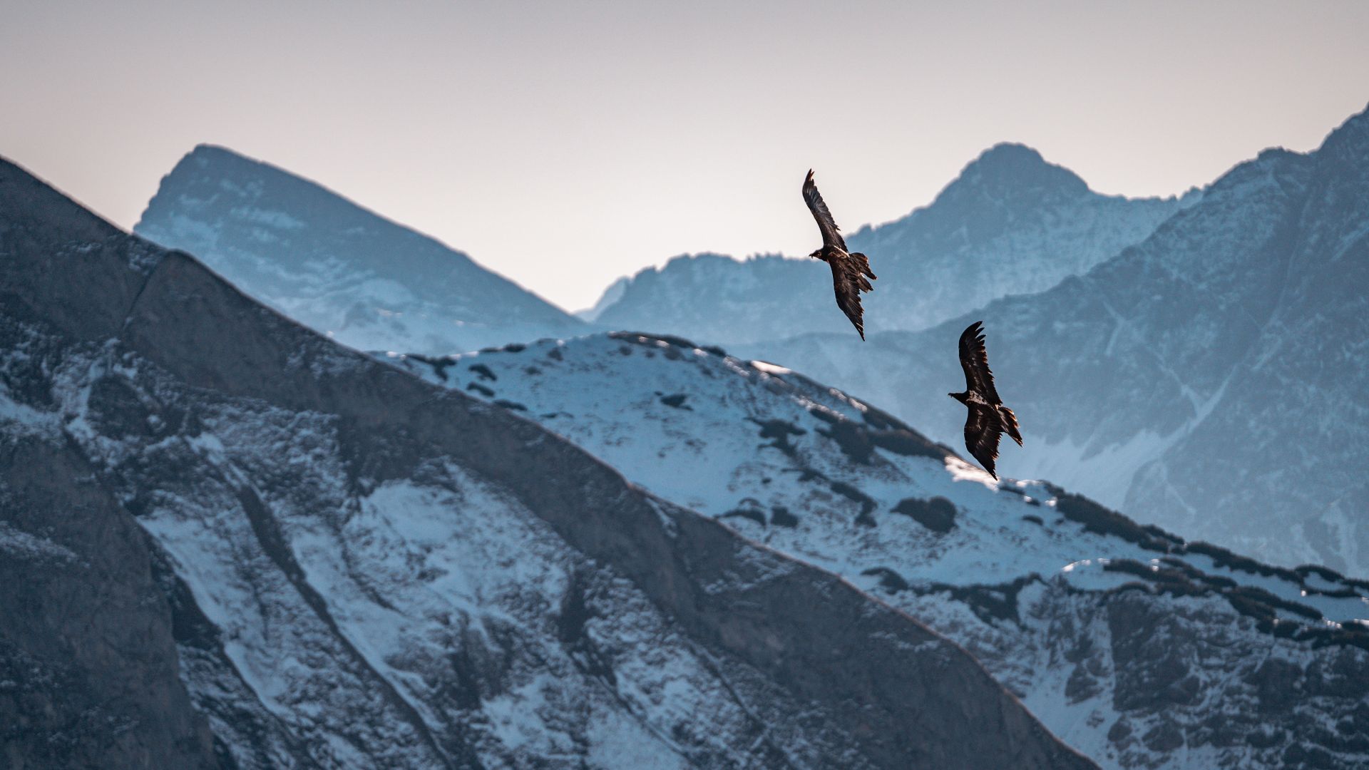 Alpes d'Allgäu: Gypaète barbu au-dessus des montagnes