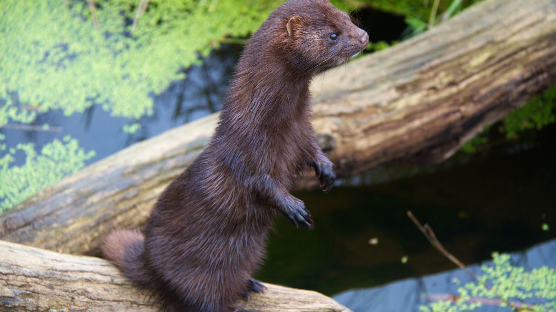 Vison d'Amérique debout au bord de l'eau