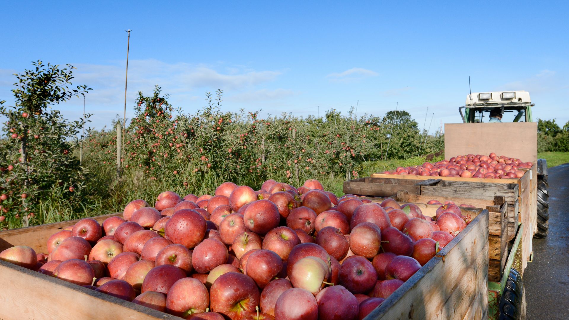 Terre ancienne: Récolte des pommes dans la plantation