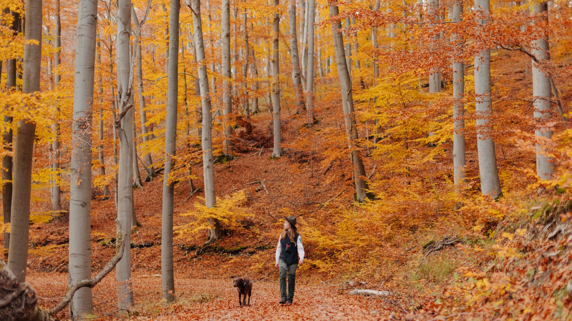 Bad Langensalza: Ranger walks with dog through autumnal forest in Hainich National Park