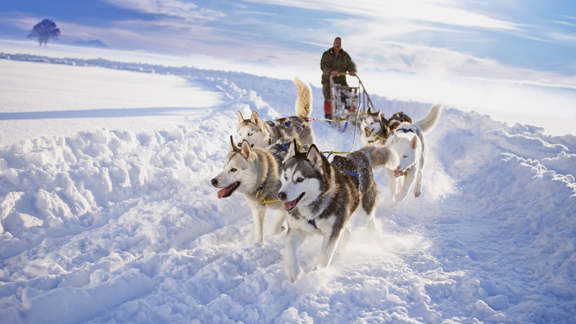 Dietramszell: Schlittenfahrt mit Huskys