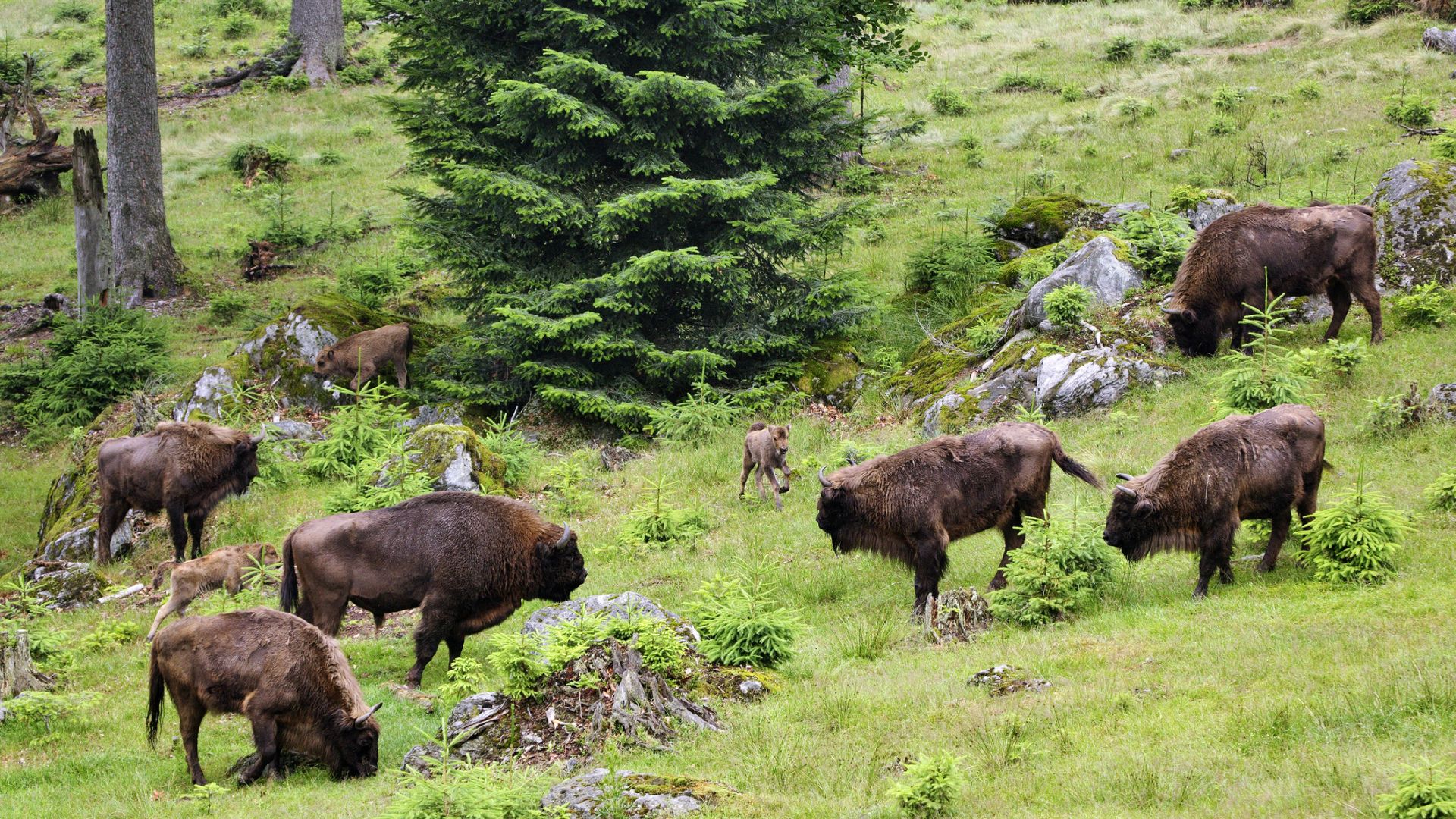 Freyung-Grafenau: Bisons im Nationalpark Bayerischer Wald